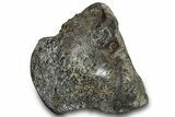 Polished Fossil Dinosaur Bone (Gembone) Section - Wyoming #309390-1